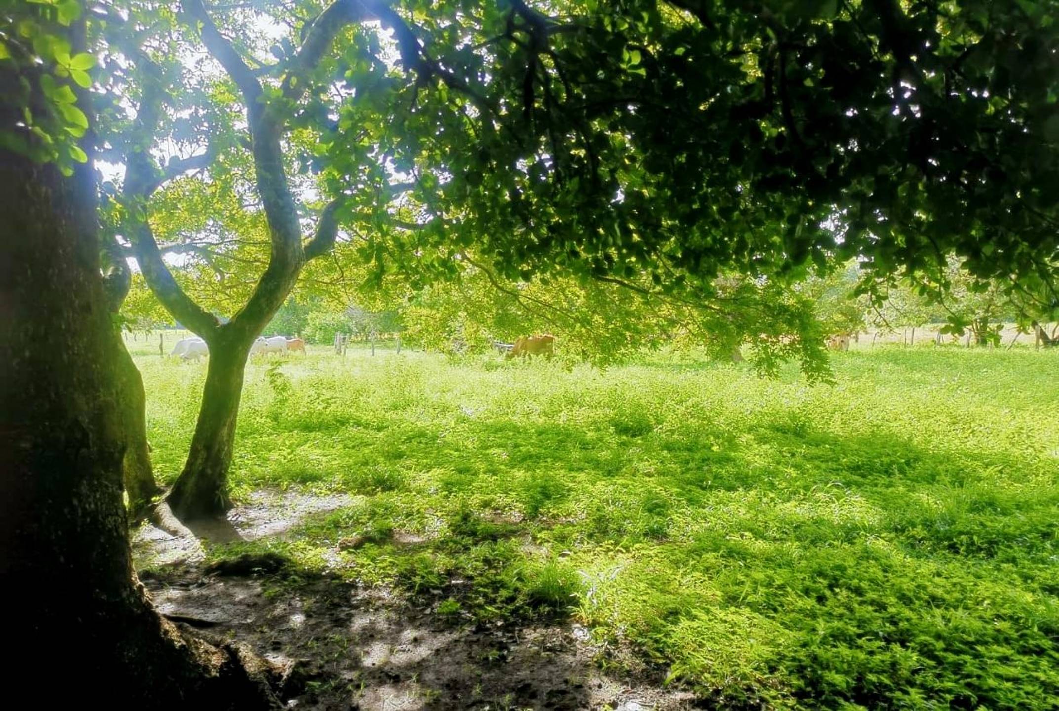 Land Opportunity -Vibrant Cartagena